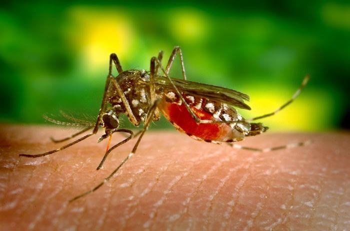 Dental Pros: More Information About Zika Virus